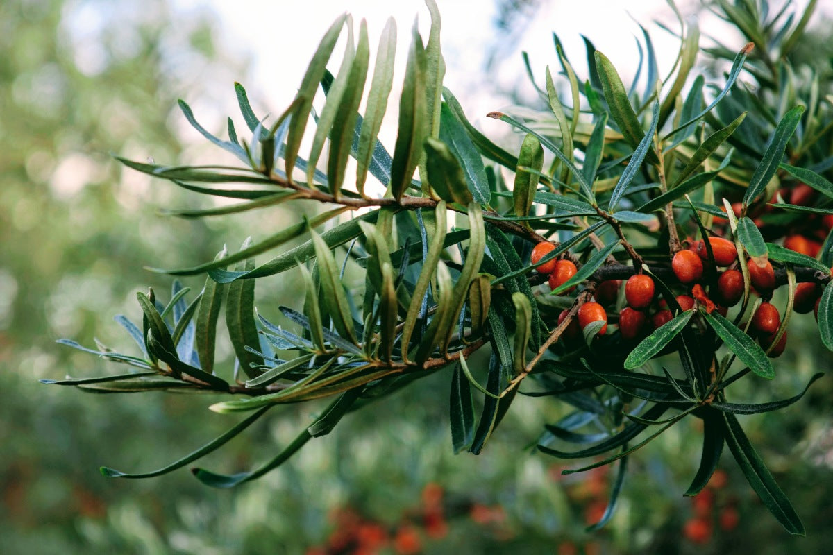Superingrediensen Sea Buckthorn