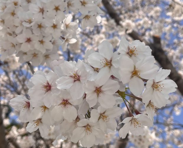 cherry blossom kirsebærblomstring i Sør-korea