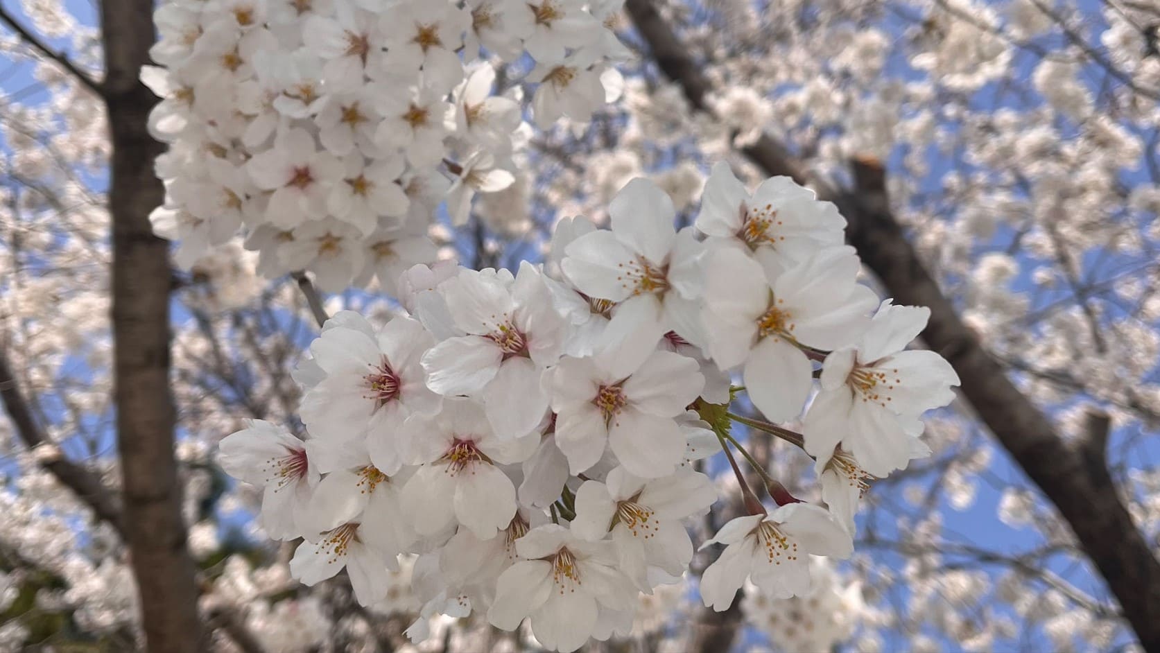 cherry blossom kirsebærblomstring i Sør-korea